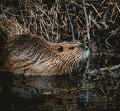 Imagen de un castor junto a su madriguera.