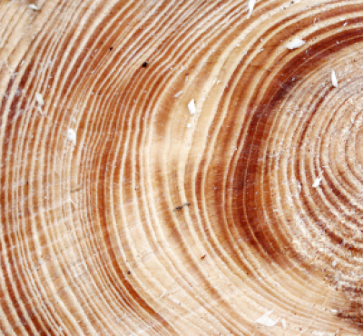 Imagen de una galleta de árbol con sus muchos anillos.