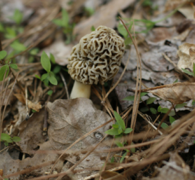 imagen de un hongo morilla emergiendo del suelo