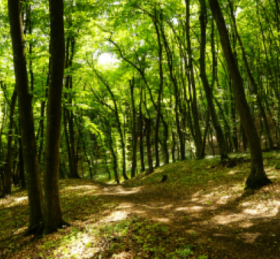image of a sunlit trail path in a spring forest