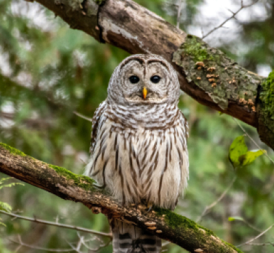Barred owl sitting on a branch