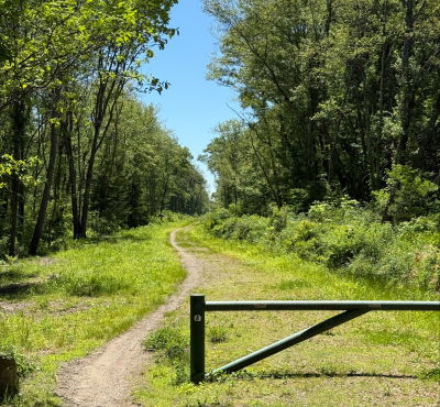 Wide path between clumps of trees against blue sky