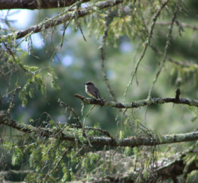 Bird perched on branch