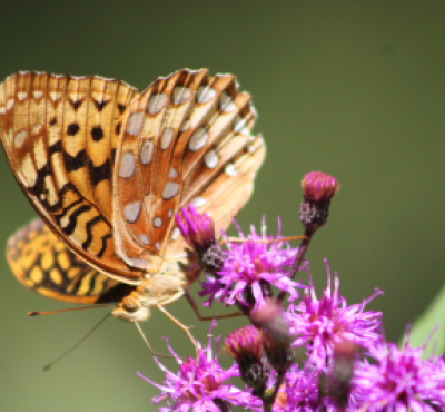 An orange and brown butterfly drinking from a purple flower