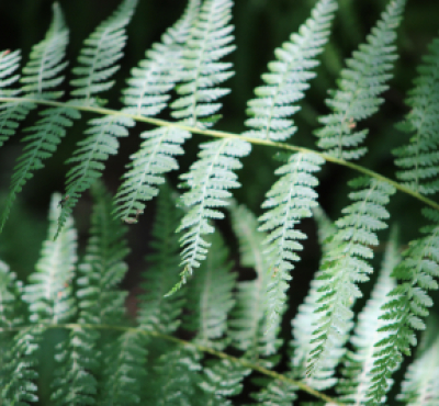 Fern leaf