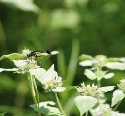 Thread waisted wasp atop a white flower.