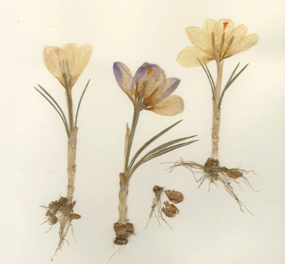 Pressed crocuses