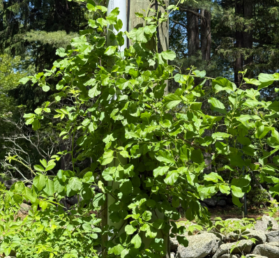 Green leafy vines climbing up a telephone pole