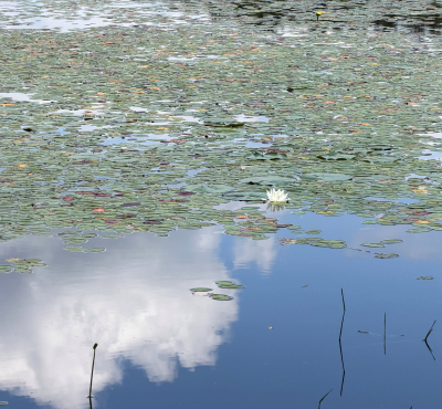 Surface of the pond with reflection of clouds. Lily pads with flowers floating on top.