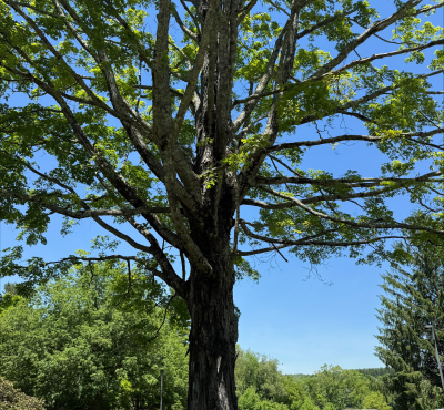 Tree against blue sky