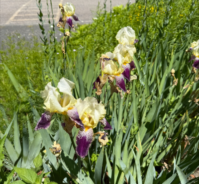 Yellow and purple irises