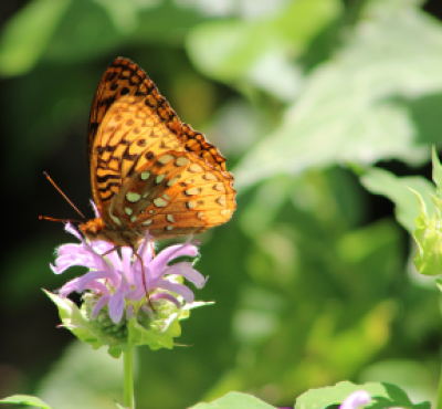 Orange and brown butterfly standing on a purple flower