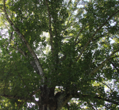 Parte superior de la copa de un árbol.