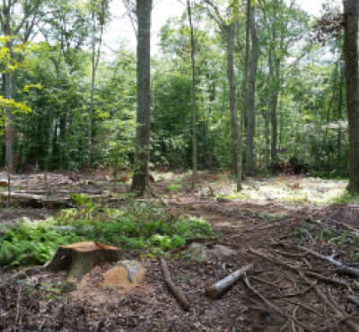 Oak stand that has underwent a thinning