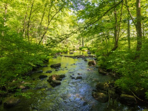 Un río en el bosque con hojas verdes (shutterstock)