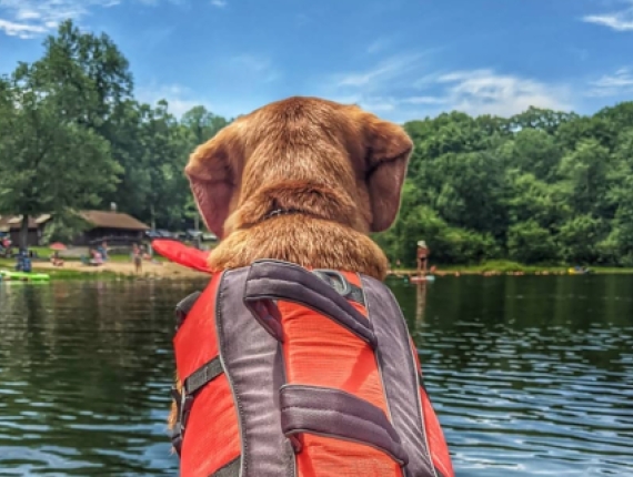 A dog kayaking (Instagram@bean_sprout928)