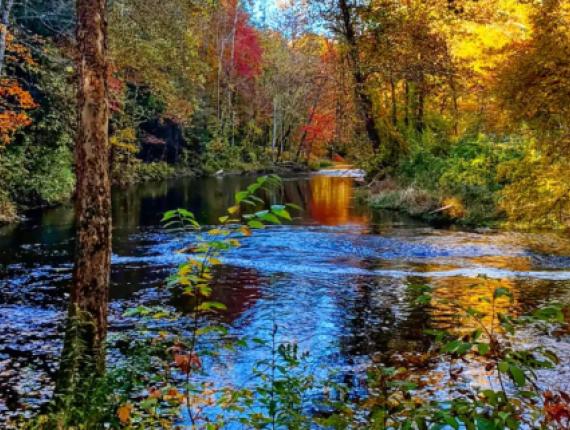 Un río entre los árboles en otoño (Instagram@lizardwest)