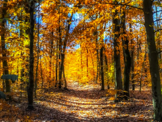 A scenic autumn path winding through the woods, surrounded by colorful leaves.