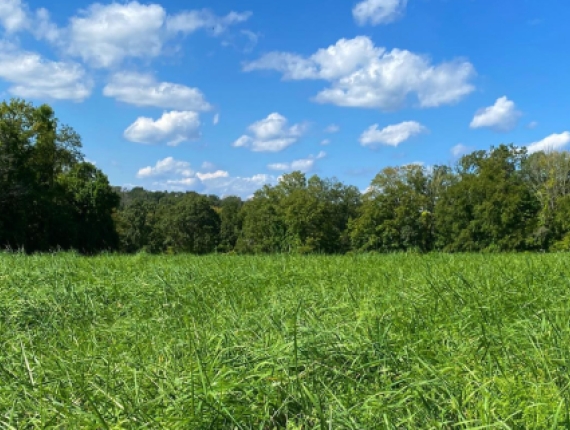 A serene field with tall grass and trees, covered by a blue sky.