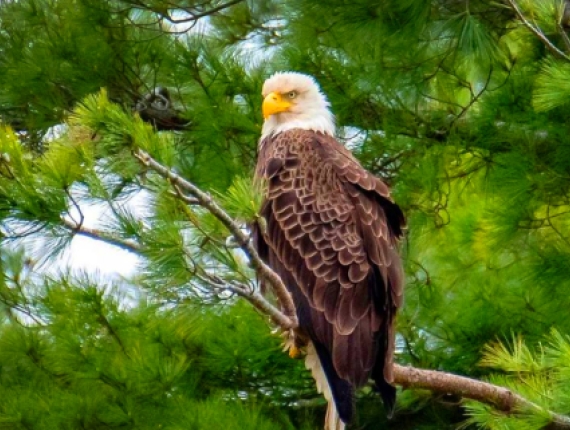  Un majestuoso águila calva se posa en la rama de un árbol.