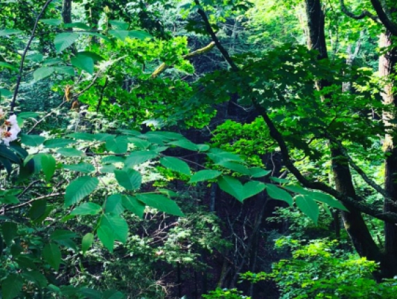 A lush forest filled with vibrant green trees and colorful flowers blooming