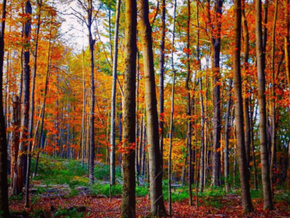 Escena del bosque de follaje otoñal en Mattatuck (IG@sweett.ness)
