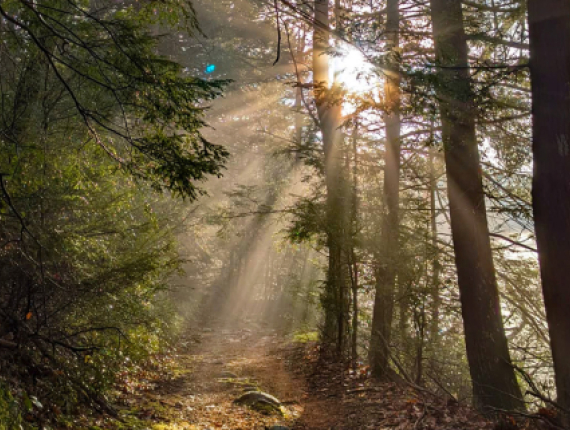 Sunbeams filtering through trees on a trail.