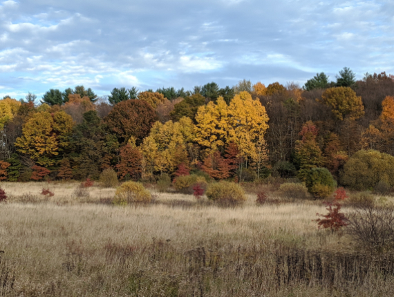 Scenic view of the fields of Auerfarm State Park Scenic Reserve